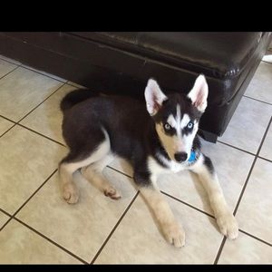 Meet your Posher, Bella